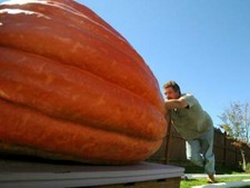 10 DILL'S ATLANTIC GIANT Record Breaker PUMPKIN SEED - THESE ARE THE BIG ONES picture