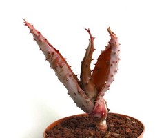 Aloe marlothii (RED FORM) cultivar 'Minnesota Fire' - Mountain aloe | Aloe marlo picture