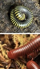 Live Pets 2 live Scarlet millipedes and 2 Bumblebee millipedes Mix, Plus Extras picture
