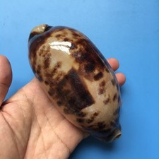 133.7mm | Cypraea Testudinaria  | F+++ | GIANT size | Beautiful shell picture