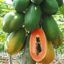 30 Fresh Red Lady Papaya Seeds, Organic Seeds, Easy To Grow #120 picture