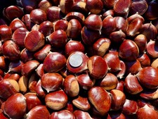 Fresh Oregon Chestnuts *LARGE* 3 lbs. picture
