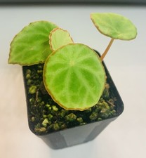 RARE Begonia Scapigera Live Plant potted- Terrarium Plant picture