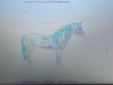 wild horse islands event iuh Icelandic horse picture
