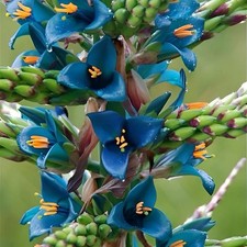 Puya alpestris Sapphire Tower Rare Live Plant Drought Tolerant Exact Plant picture
