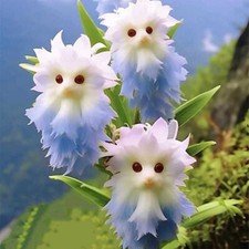 New Flower Faced Cat Orchid Seeds Are Full Of Fragrant Potted Garden Plants picture