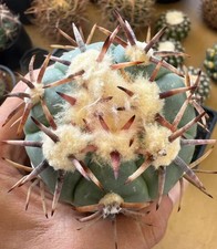 6.8cm RareSucculent Plant Echinocactus horizonthalonius 'Raitei Rootless WYSIWYG picture