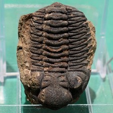 Trilobite, Eldredgeia venustus: Bolivia devonian, trilobite fossil picture