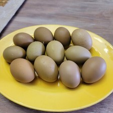 10+ F2 - F4 Olive Egger Hatching Eggs | Fast  | TN NPIP CERTIFIED picture