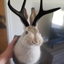 Vintage Jackalope Rabbit Deer Antler Head Wall Mount Animal Home Decor Sculpture picture
