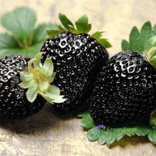 500 Seeds Black Strawberry Rare Heirloom Black Berry Organic Tasty Juicy Fruit picture