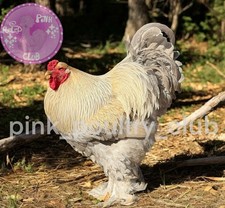 6 RARE high quality Isabella Brahma hatching eggs beautiful lavender chickens  picture
