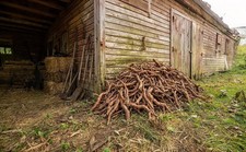 Fresh Indiana Sassafras Root+Root Bark~ 5lbs~ Hand Dug~ ~ picture