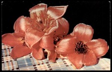 Clearwater FL Red Silk Cotton Tree Blossoms Dextone Postcard Unposted picture
