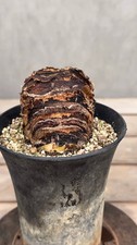 Haemanthus sanguineus Broad Leaf Rare Bulb Caudex   Plant picture