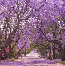 Jacaranda Purple Tree Seeds - For 2026 Planting Jacaranda Mimosifolia Black Poui picture