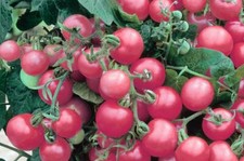 50 SIBERIAN TOMATO SEEDS HEIRLOOM  FRESH HARVEST FOR GARDENS picture