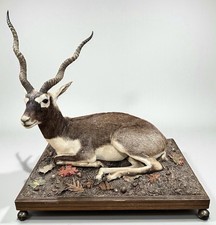 Black Buck Taxidermy Full Body Mount Life Size South Africa Southern Cape picture