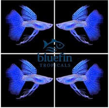 Live Blue Grass Ribbon Fin C Guppy – 1 Trio (1M/2F) – High Quality USA picture