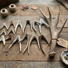 10 Pack - Forked Deer Antler Crafting Tips (Choose Size) Grade A Premium Antlers picture