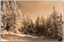 Winterwald Erzgebirge East Germany Snowy Forest Scene RPPC Photo Postcard picture
