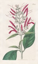 Justicia Secunda water-willow shrimp plant engraving copperplate Curtis 2060 picture