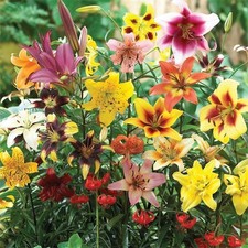 Lilium All Summer Lily Mixture 4 Bulbs 12+ CM Summer Flowers picture