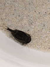 100 Eggs Triops cancriformis BLACK BEAUTY - Ultra Black Stem - Prehistoric Crayfish picture