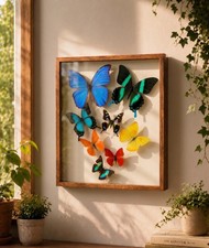 Blue Morpho Butterfly Collection. 8 Real Butterflies Framed With Glass picture