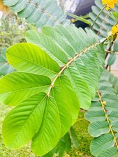Dried Cassia Alata Leaves | Organic Sun Dried  Ayurvedic Herb Natural Skin Care picture