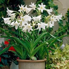 Pretty Crinum lily Imported Flower Bulbs White Pack of 2 bulbs picture
