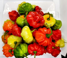 100 Seeds, Aji Dulce, Pepper Seeds, Ajicito, Gustoso, Cachucha, Sofrito, Organic picture