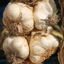 Polish Seed Garlic – USA Grown – Hardneck – 4 lbs for Planting picture