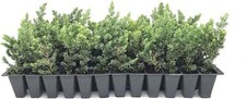 Juniper Blue Pacific | Live Plants | Hardy Drought Tolerant Evergreen Ground... picture