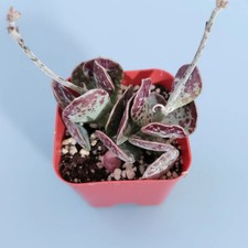 Adromischus trigynus 'Calico Hearts' Succulent Plant picture