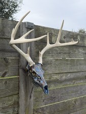 Custom Hand Painted  Massive Whitetail Deer Skull Huge Antlers - ONE OF A KIND picture