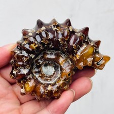 206g TOP Rare Natural Ammonite Conch Jasper Mineral Specimen Healing picture