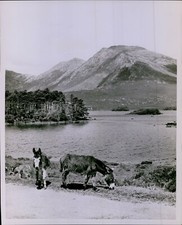 LD211 1963 Original Photo DERRYCLARE LOUGH Lake Connemara Galway Ireland Ponies picture