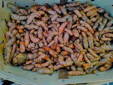 Fresh Organic Turmeric Root -FREE SHIPPING 1lb-30lb USA Shipper BEST PRICE eBay picture