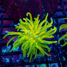 WYSIWYG - Holy Grail Torch picture