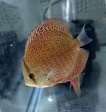 Snakeskin x Heckle x Red Leopard  Discus, Shipping Included - ~4.5in Size picture