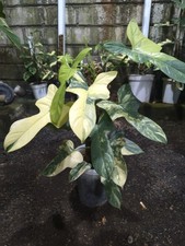 Real Picture Philodendron Bipennifolium Highly Variegated (Violin) Rare Plant picture