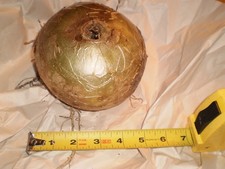Plant: 50 yr. old bulb 