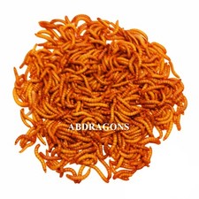 Live Mealworms Sizes: sm,med,lrg,giants Qty:50-2,000  or FedEx picture