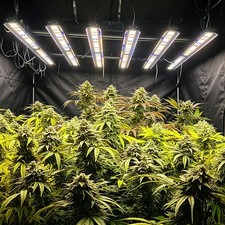 Spider 5000W Commercial Grow Light Full Spectrum 6Bar Indoor Hydroponics SE5000 picture