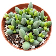 Adromischus oviforme Succulent Plant picture