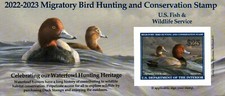 New  2022 - 2023 - $25 US Federal Duck Stamp by James Hautman picture