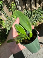 Cattleya gaskelliana v. coerulescens AWZ breeding 'Mimi' x self picture