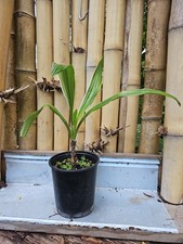 Large Crinum Lily Asiaticum Giant White Spider Live Plant Variegated  picture