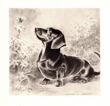1947 Vintage Dachshund Print Morgan Dennis Dachshund Illustration Art 7107b picture